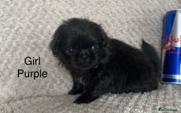 Mixed Breed dogs for sale: Tiny Pugingese pups  - Image 12
