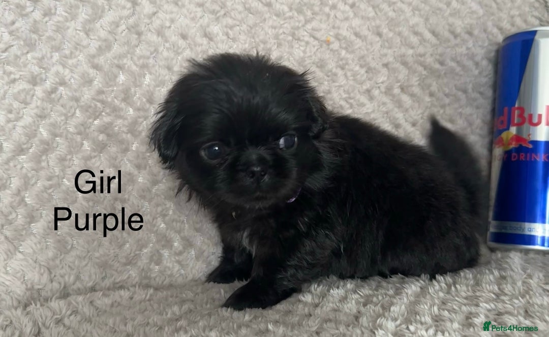 Mixed Breed dogs for sale: Tiny Pugingese pups  - Image 12