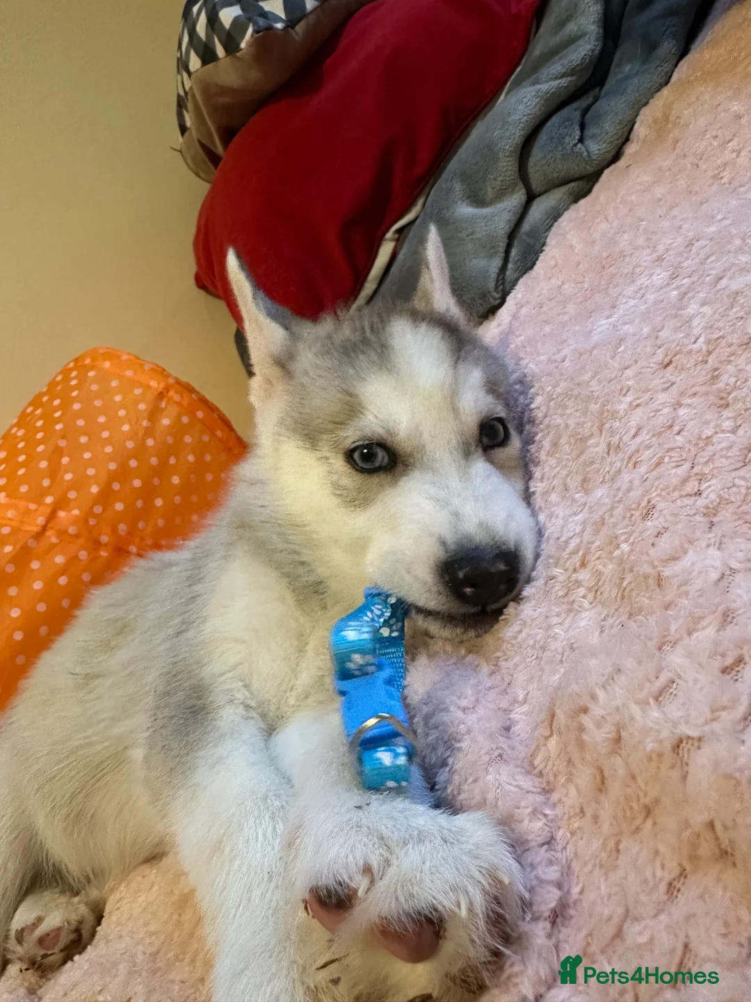 Siberian Husky dogs for sale: ✨ Siberian Huskies puppies ✨ - Advert 29