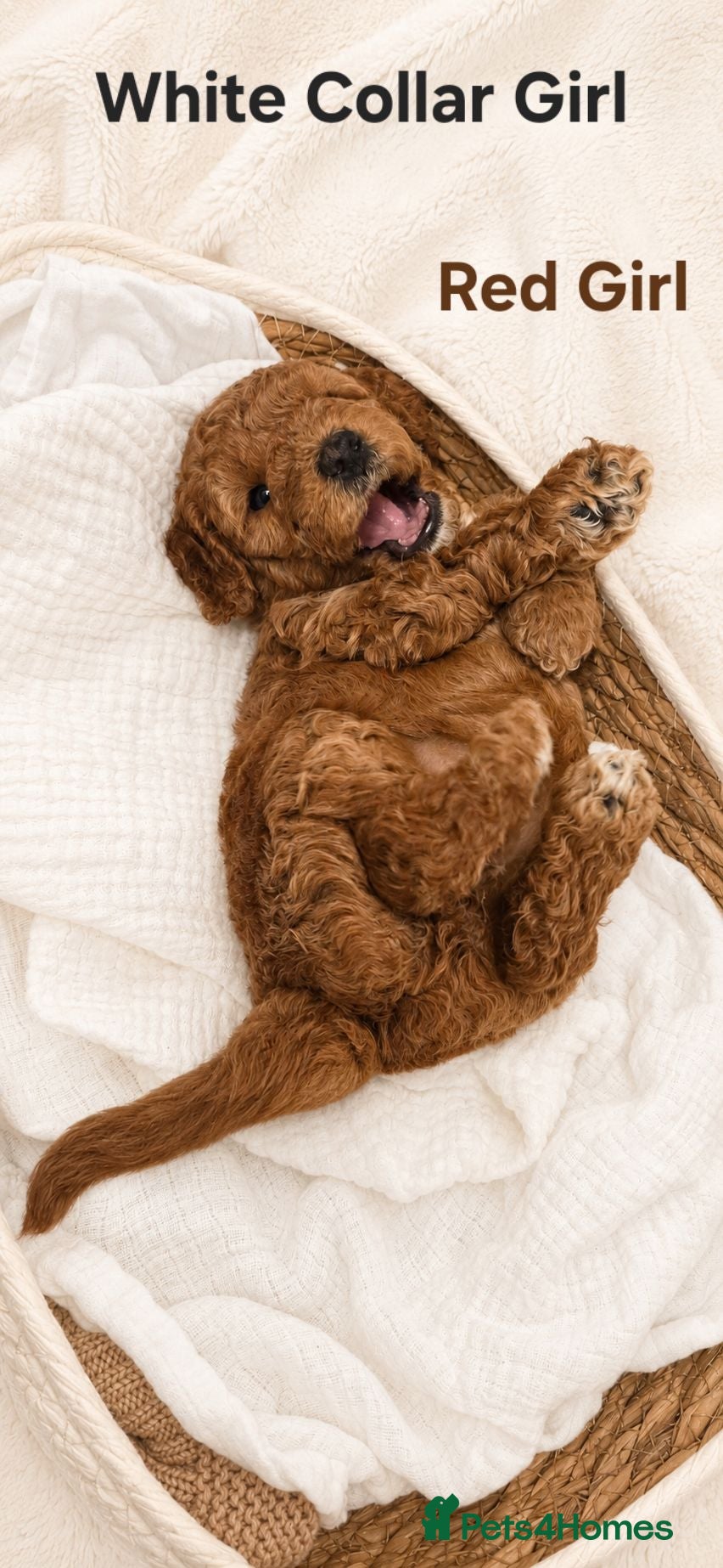 Cockapoo dogs Rare F1BB Toy Cockapoo Puppies Health Checked!  - Advert 2