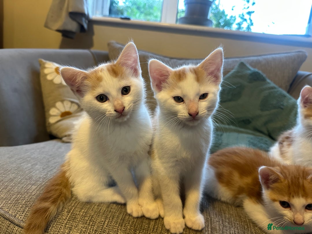 Turkish Van cats for sale: 5 beautiful kittens looking for families  - Image 4