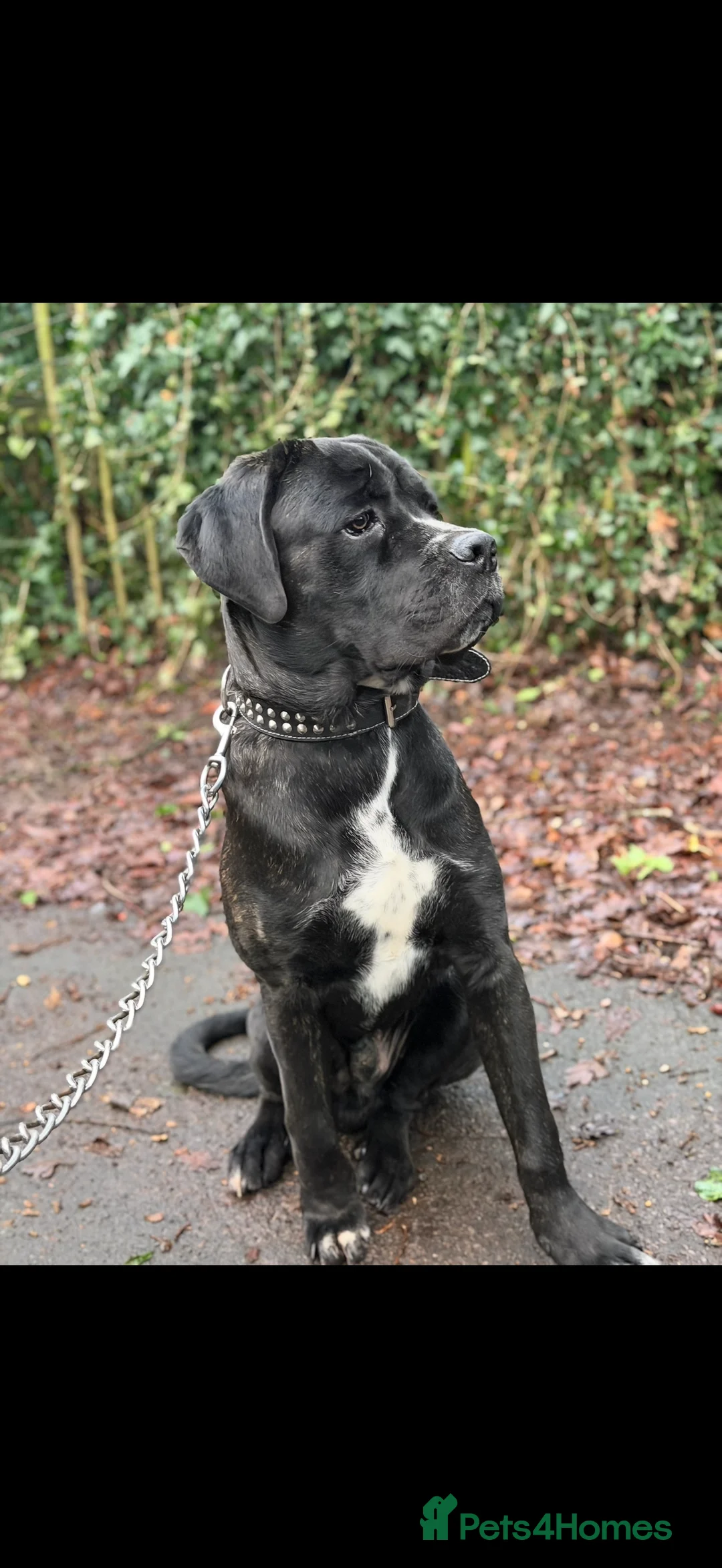 Cane Corso dogs for sale: Gorgeous Cane Corso  - Advert 3