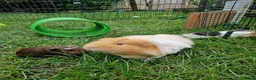 Guinea Pig rodents for sale: Gorgeous Sheltie Guinea Pig  - Advert 6