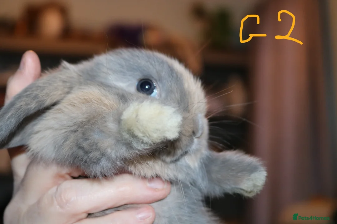 Mini Lop rabbits for sale: 5 Mini Lop x Mini Plush babies  - Advert 19