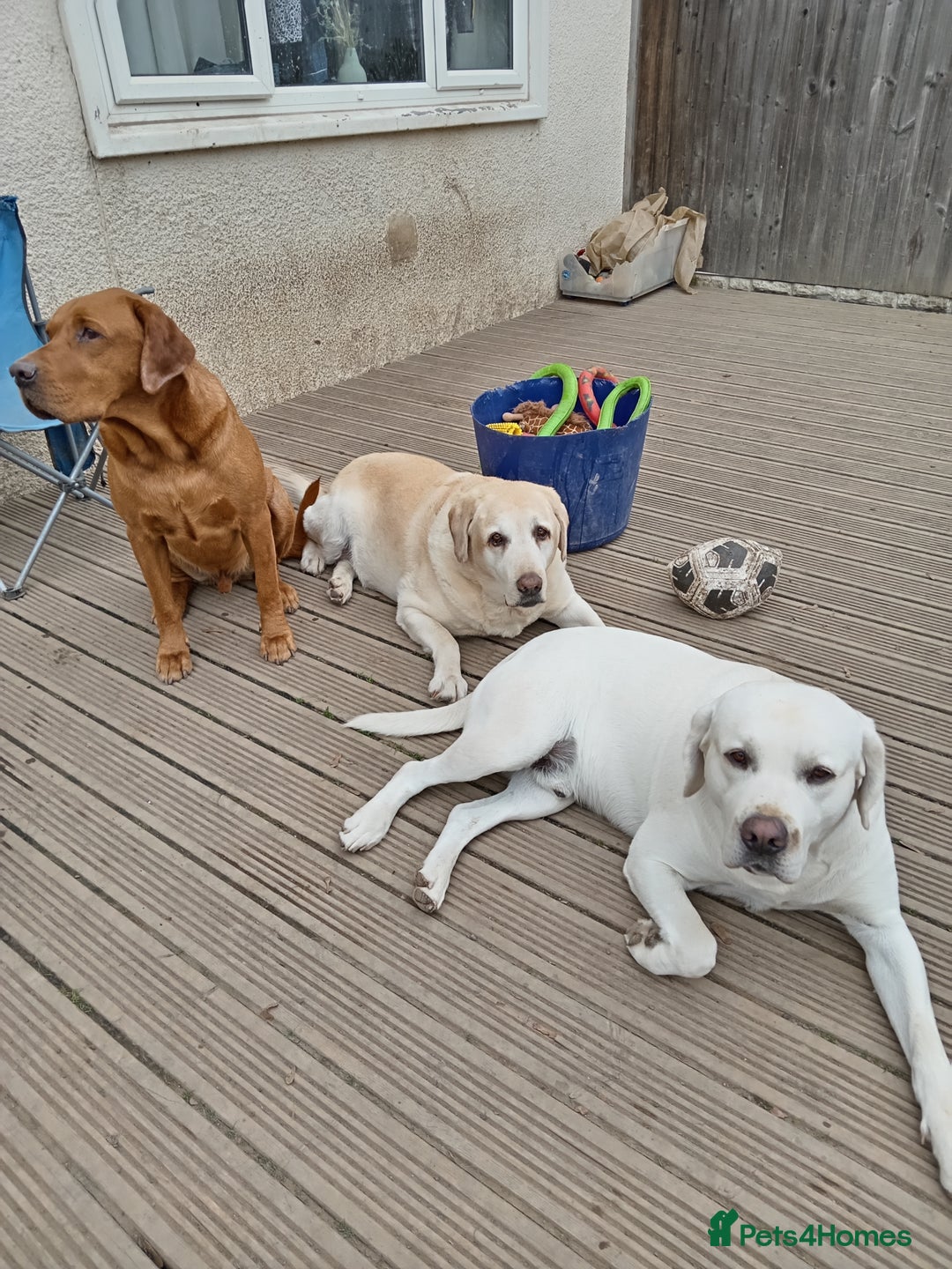 Labrador Retriever dogs for sale: Percy  - Image 4