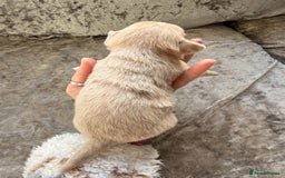 Chihuahua dogs for sale: 💖 Esquire litter of chihuahua puppies 💖 - Advert 32