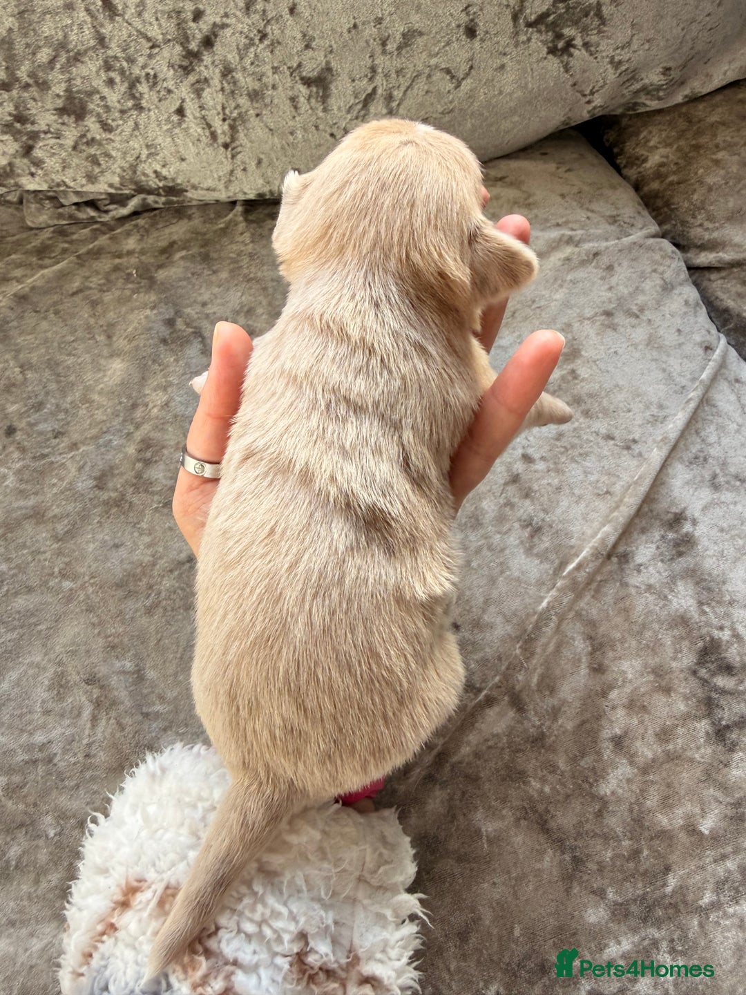 Chihuahua dogs for sale: 💖 Esquire litter of chihuahua puppies 💖 - Advert 32