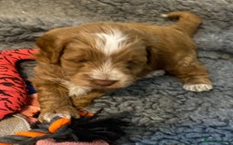Cockapoo dogs for sale: Adorable F1 cockapoos for sale  - Image 16