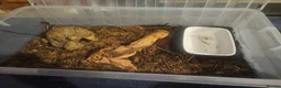 Python Snake reptiles for sale: 8 month old female Lesser Leopard ball python  - Advert 3