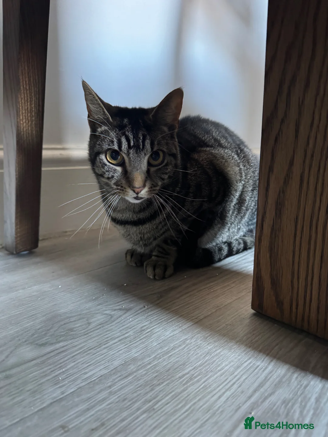 British Longhair cats for sale: Looking for a new lovely home  in Goole - Advert 2