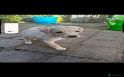 Mixed Breed dogs for sale: 3/4 Labrador 1/4 German wire hair pointer  - Image 16