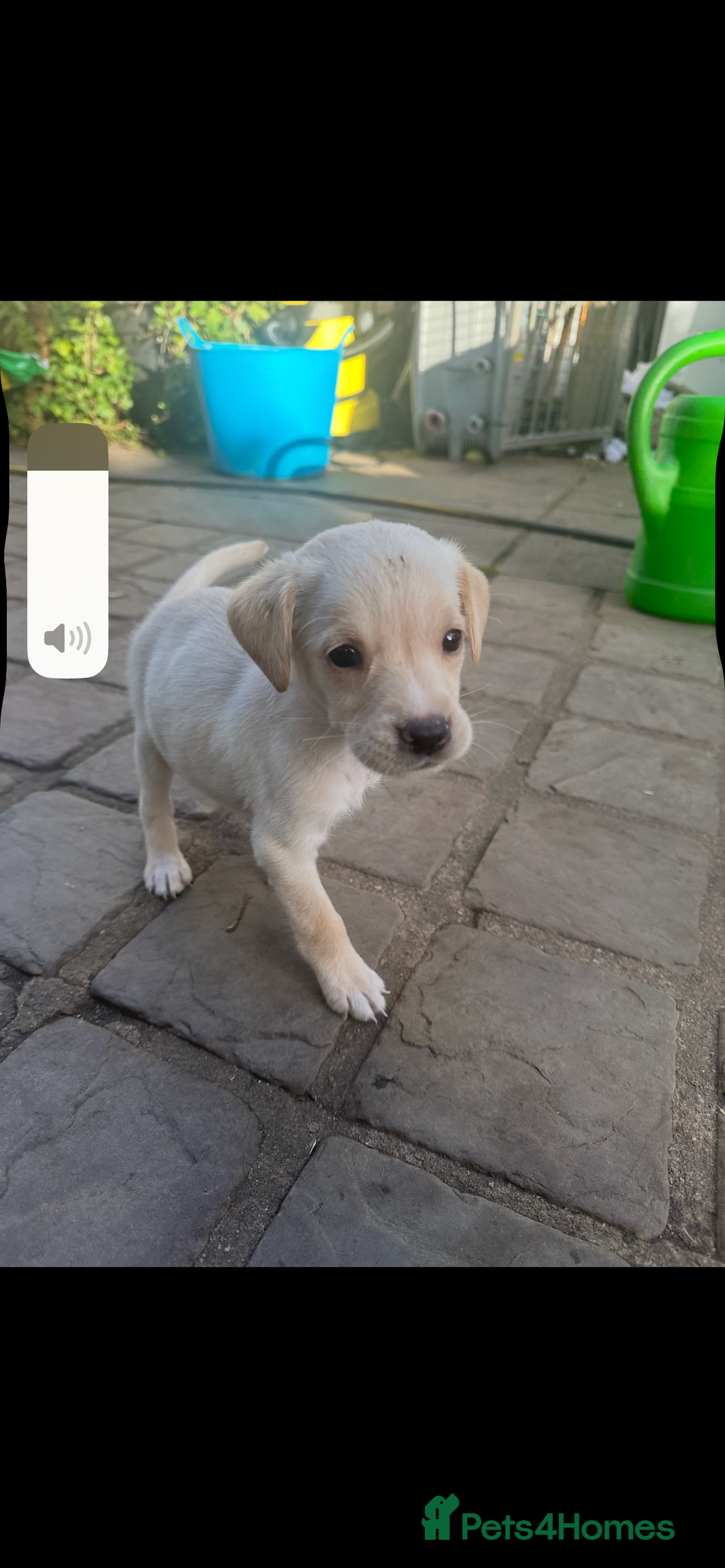Mixed Breed dogs for sale: 3/4 Labrador 1/4 German wire hair pointer  - Image 16