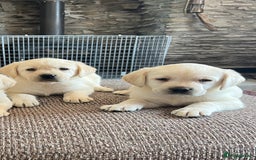 Labrador Retriever dogs for sale: Extensively health tested white chunky Labradors  - Image 6