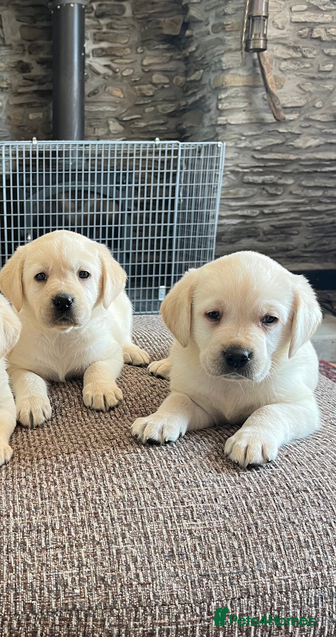 Labrador Retriever dogs for sale: Extensively health tested white chunky Labradors  - Image 6