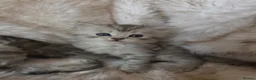 Persian cats for sale: Persian kittens  in Worksop - Advert 10