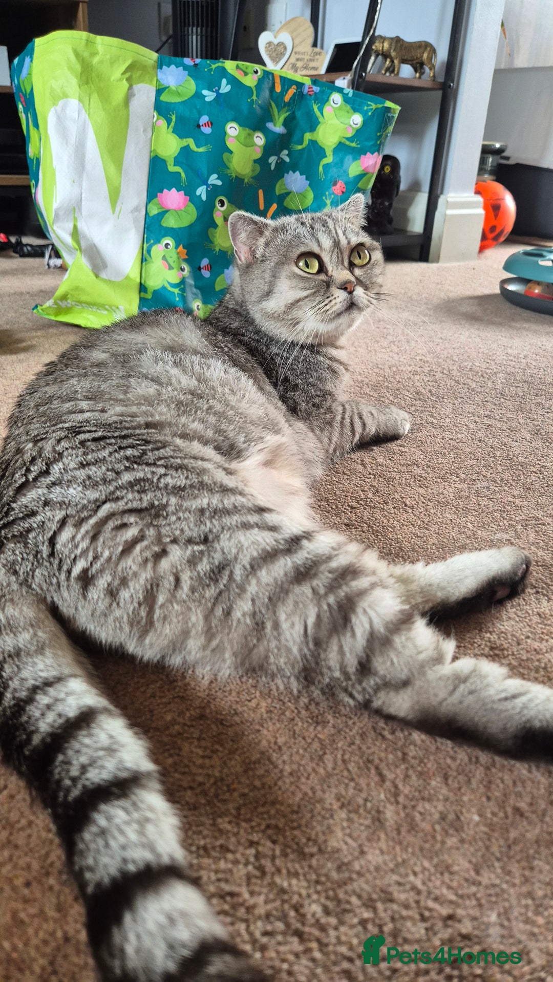 Scottish Fold cats for sale: RARE - Scottish Fold x Maine Coon Kittens!! - Image 7