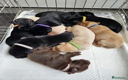Labrador Retriever dogs for sale: KC registered labs ready to leave now *2 left* - Image 12