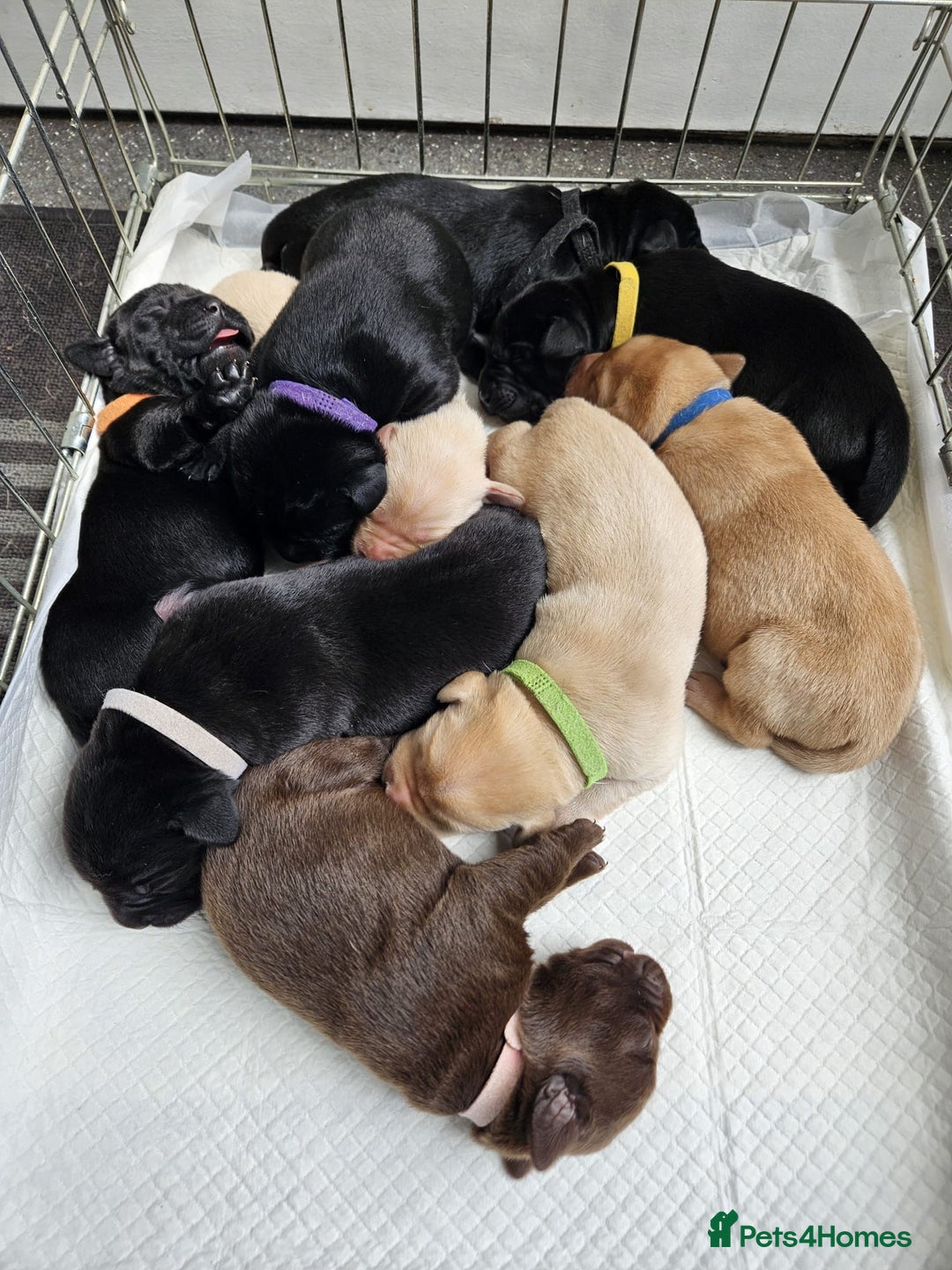 Labrador Retriever dogs for sale: KC registered labs ready to leave now *2 left* - Image 12