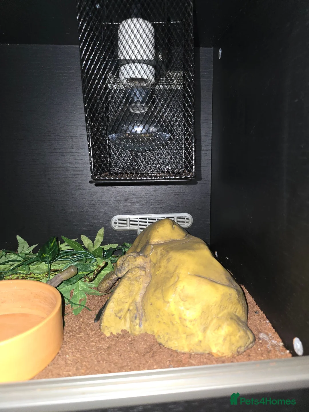 Python Snake reptiles for sale: 5x royal pythons and set ups in Birmingham - Advert 20