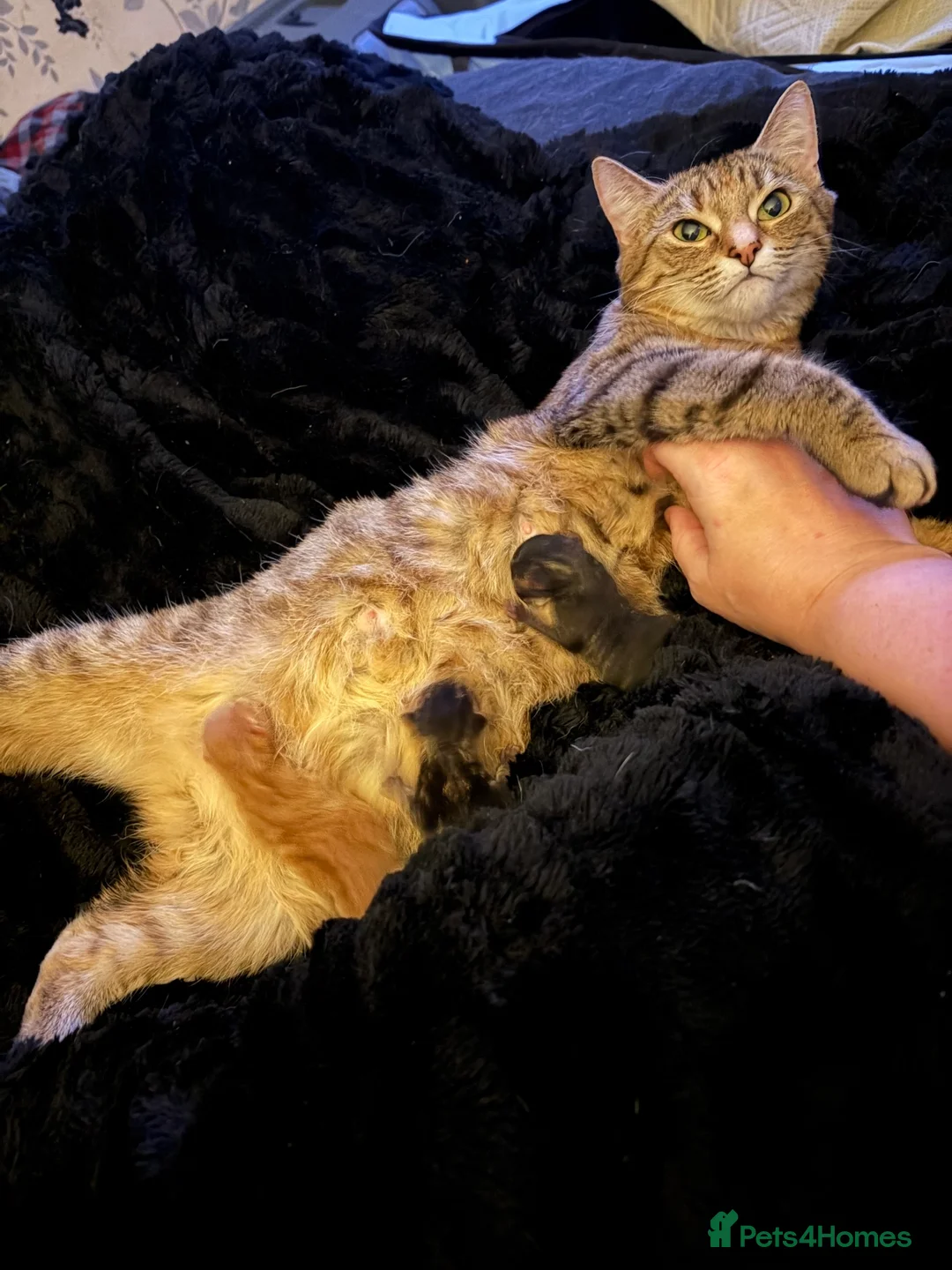 Bengal cats for sale: Bangle Ginger  - Advert 3