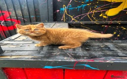 British Shorthair cats for stud: TICA REG CINNAMON UNDER RED STUD  - Advert 14