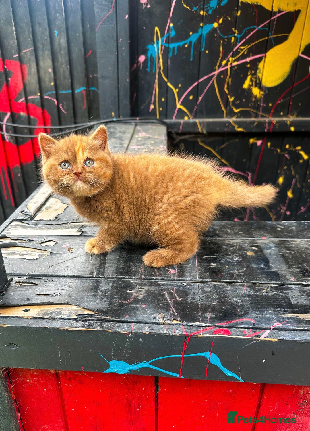 British Shorthair cats for stud: TICA REG CINNAMON UNDER RED STUD  - Advert 14