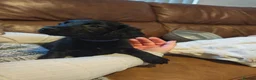 Mixed Breed dogs for sale: Bedlington whippet x cocker spaniel  - Advert 8