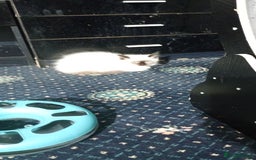 Ragdoll cats for sale: Pedigree Ragdolls for sale £495 - Image 34