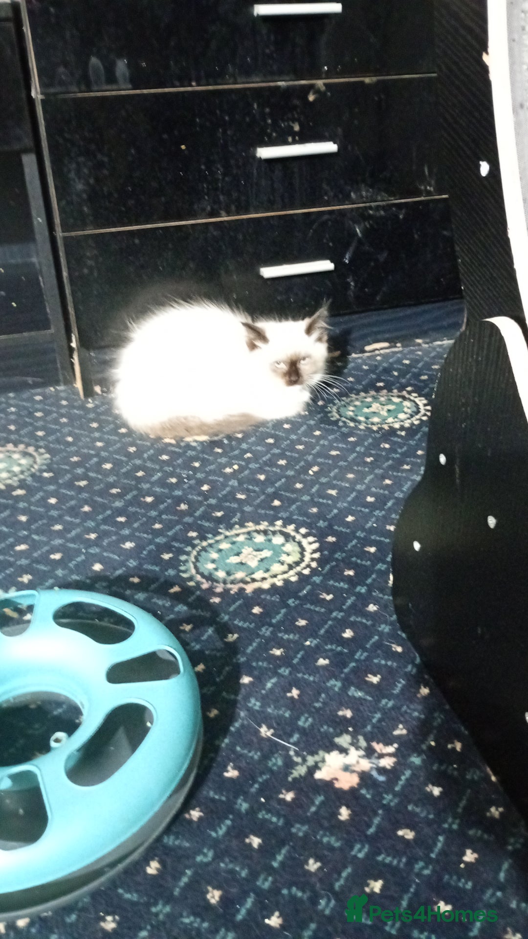 Ragdoll cats for sale: Pedigree Ragdolls for sale £495 - Image 34