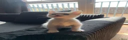 Mixed Breed cats for sale: Male kitten ready to leave - Advert 6
