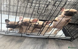 French Bulldog dogs for sale: 4 beautiful ** frenchies  - Image 4