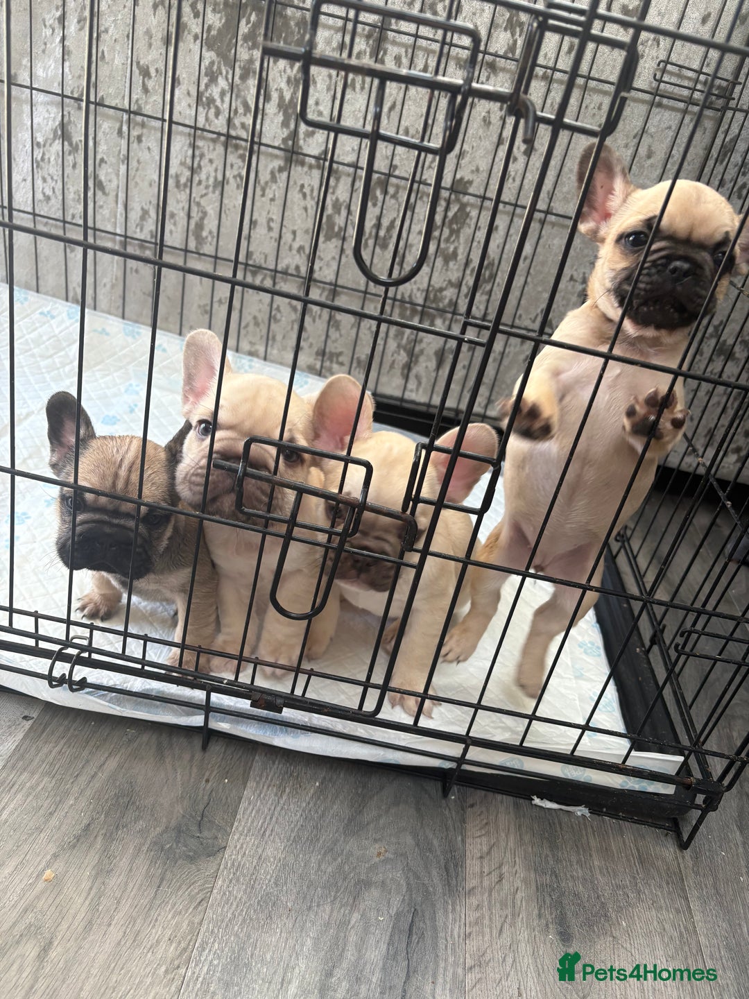 French Bulldog dogs for sale: 4 beautiful ** frenchies  - Image 4