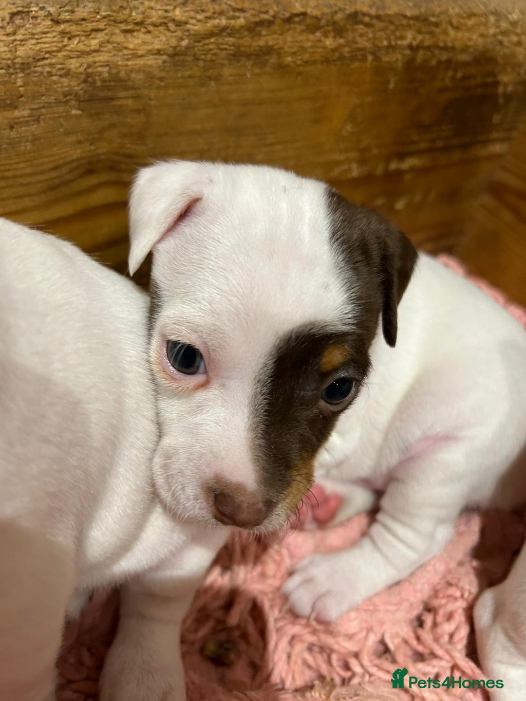 Jack Russell dogs for sale: Traditional jack Russells - Advert 3