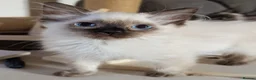Ragdoll cats for sale: Beautiful ragdoll babies 💖💖💖 - Advert 9