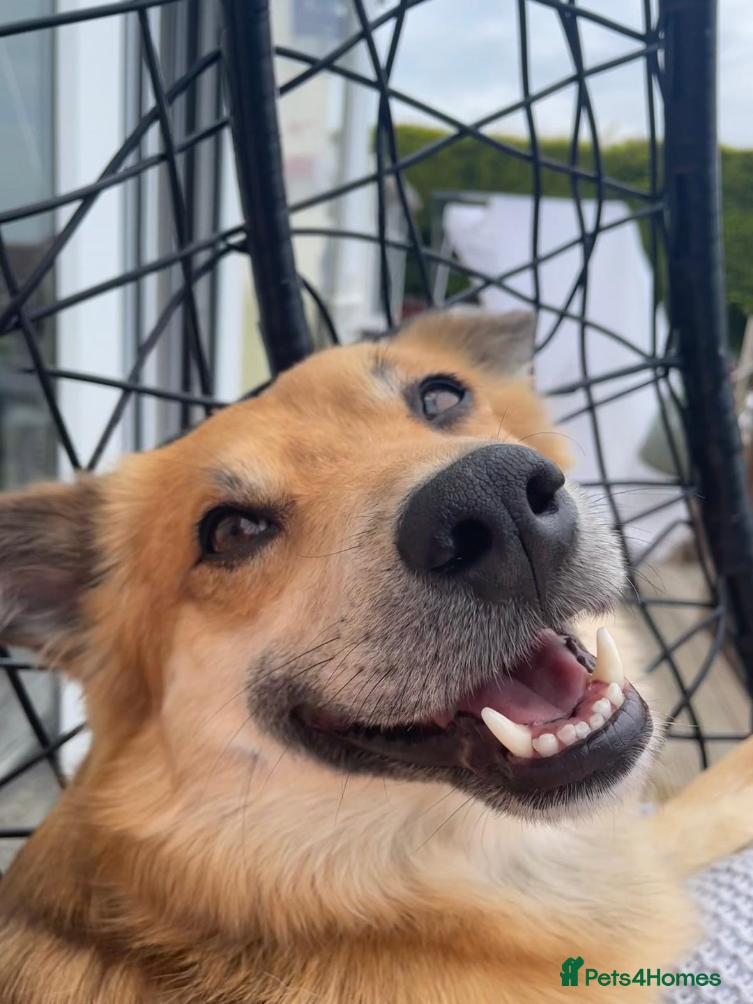 Mixed Breed dogs for adoption: 🐶💙 RYZHIK 💙🐶 - Image 16