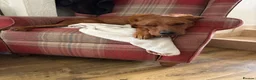 Borador dogs for sale: Fox Red Labrador  Cross Border Collie  in Wellington - Advert 1