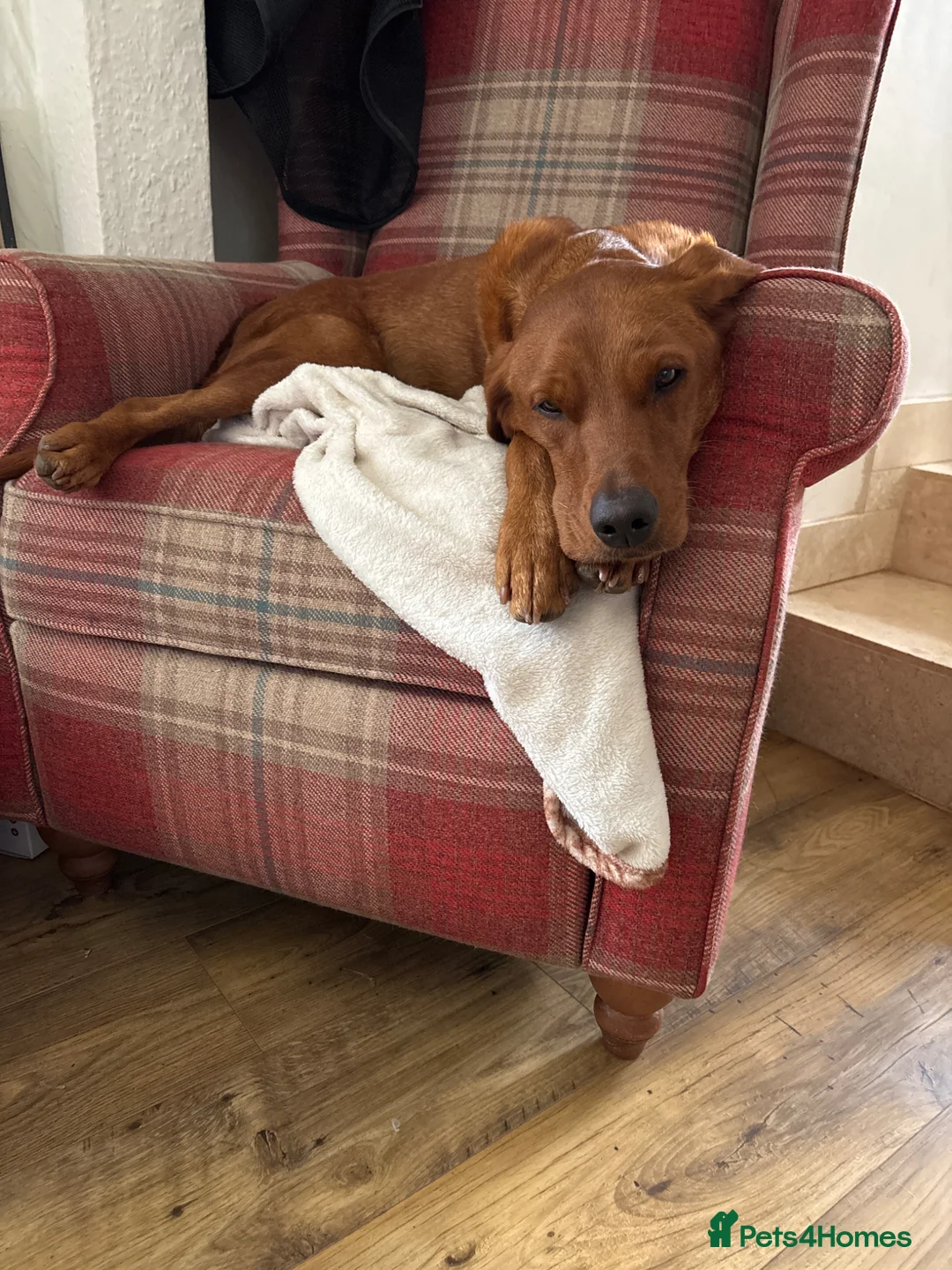 Borador dogs for sale: Fox Red Labrador  Cross Border Collie  in Wellington - Advert 1