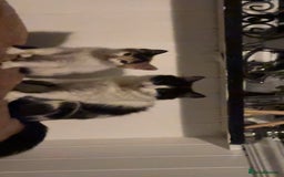 Domestic Shorthair cats for sale: semi long hair girl 9 weeks old/ price negotiable  - Image 4