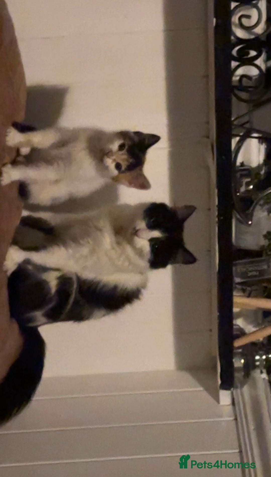 Domestic Shorthair cats for sale: semi long hair girl 9 weeks old/ price negotiable  - Image 4