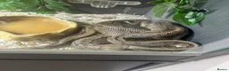 Python Snake reptiles for sale: Female Python in Telford - Advert 4