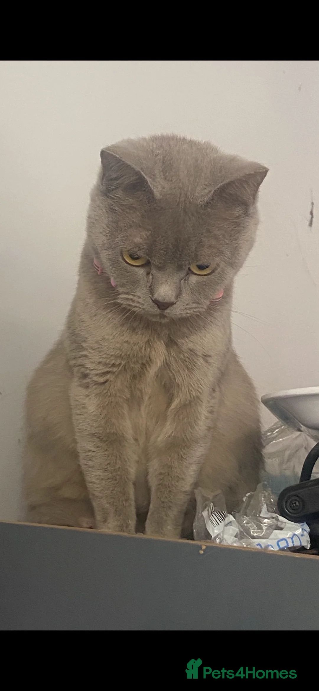 Mixed Breed cats for sale: Stunning BSH kittens ready now  - Advert 2