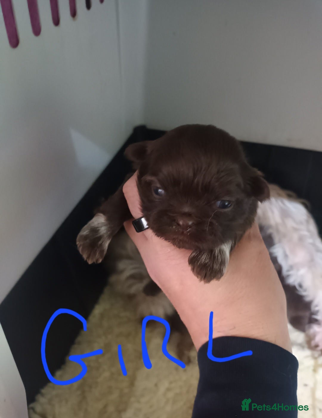 Shih Tzu dogs for sale: imperial shih tzu pups  - Advert 3