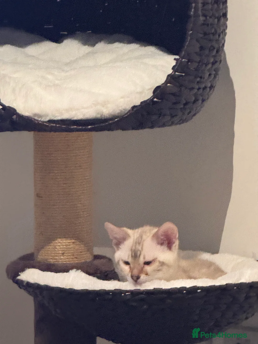 Bengal cats for sale: Yeyo. - Advert 2