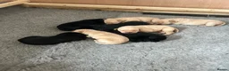 Labrador Retriever dogs for sale: Labrador pups x8 in Widnes - Advert 7