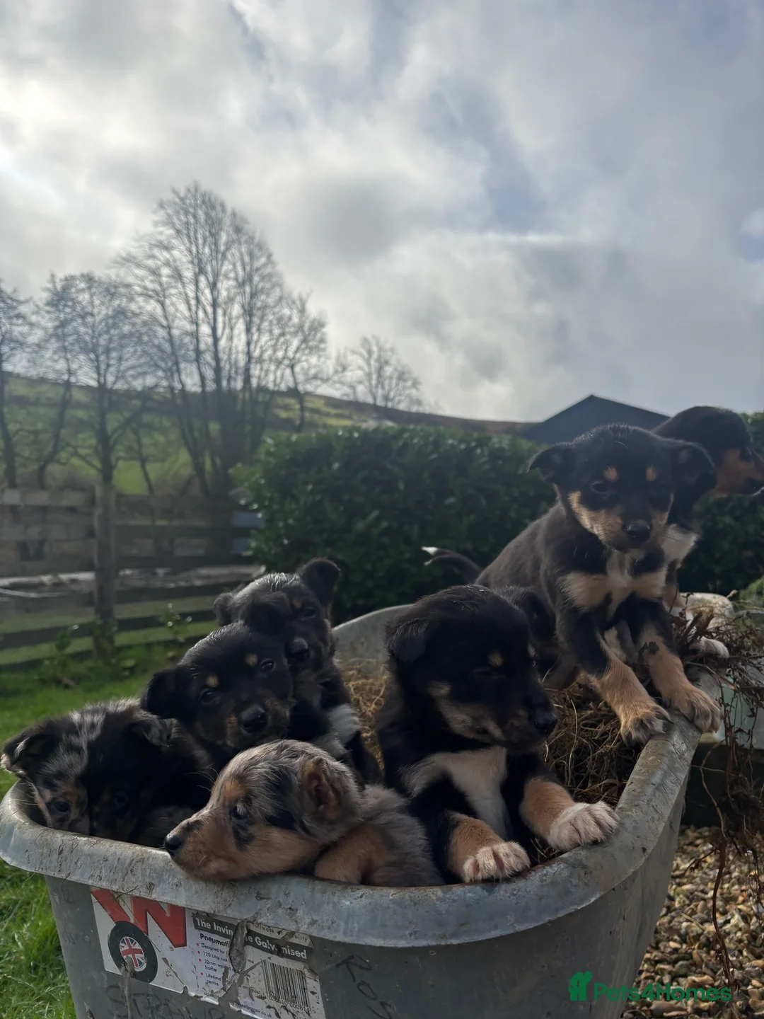 Mixed Breed dogs for sale: Puppies, Australian kelpie cross blue Merle  - Advert 30