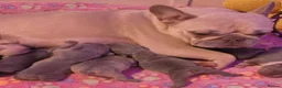 French Bulldog dogs for sale: Beautiful french bulldog  in Derby - Advert 2