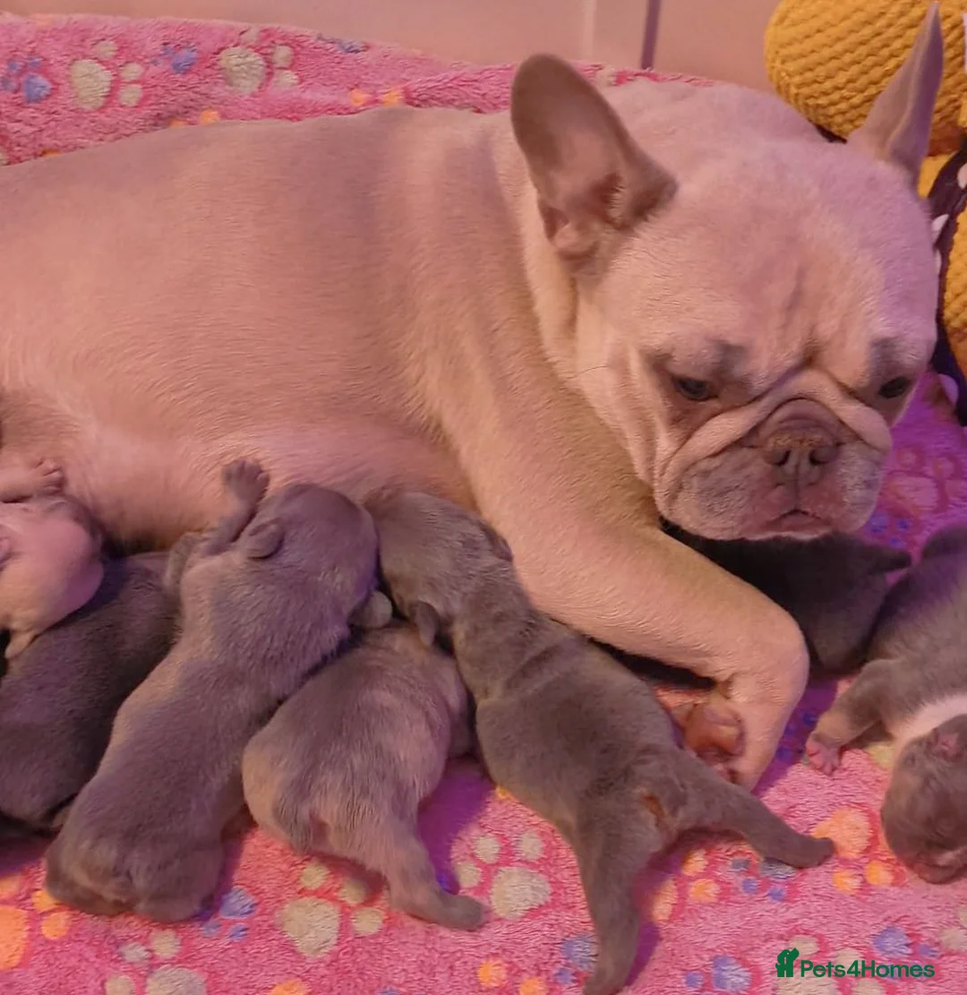 French Bulldog dogs for sale: Beautiful french bulldog  in Derby - Advert 2