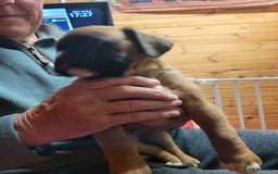 Boxer dogs for sale: KC Registered Boxer Puppies - Image 15