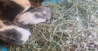 Guinea Pig rodents - Advert 6