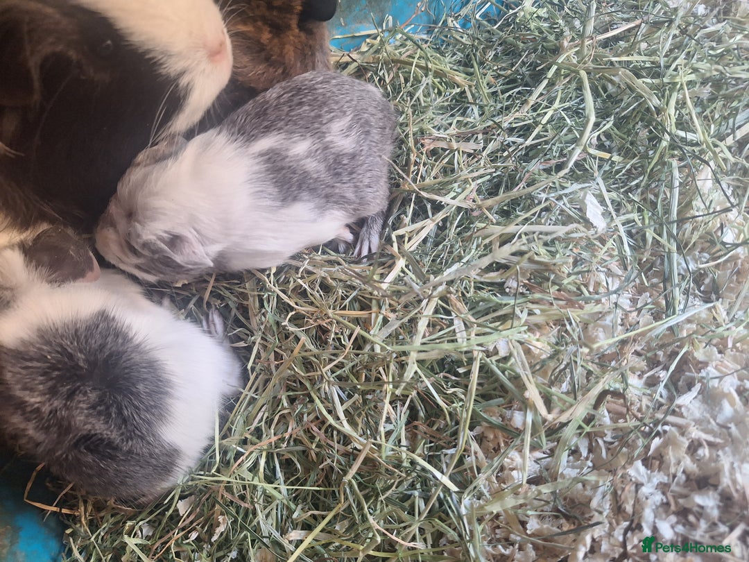Guinea Pig rodents for sale: Beautiful guinepig pups - Image 3